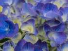 Usa-Washington State-Bellevue. Blue and white Bigleaf hydrangea flower Art Print